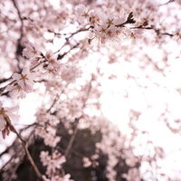 雨粒に濡れた曼珠沙華の花、赤い花弁が放射状に広がる秋の季節の写真